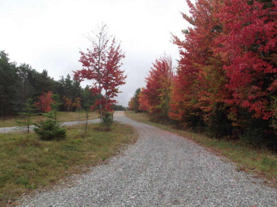 Fall at subdivision