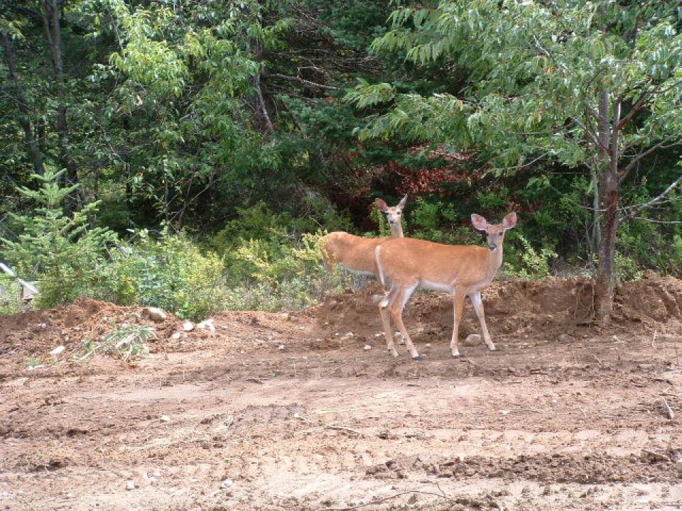 Local residents