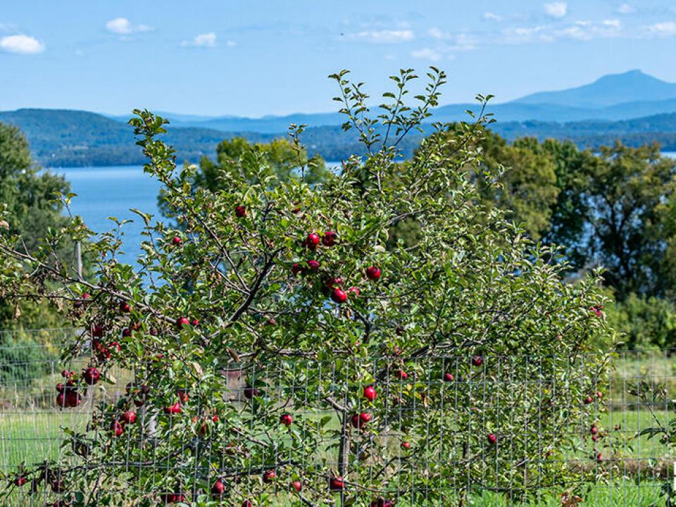 WillettFarmInEssex_U_Orchard_Apples_Zoom