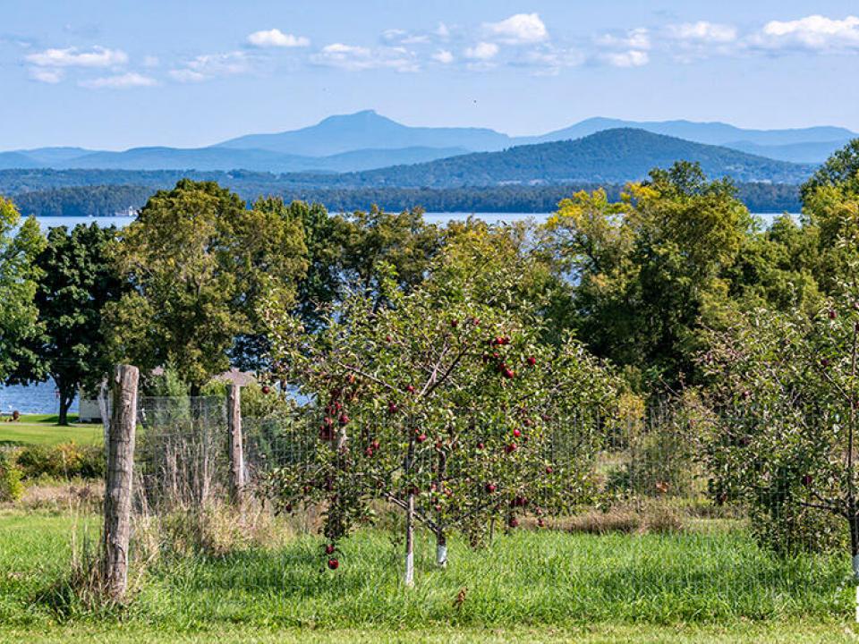 WillettFarmInEssex_U_Orchard_AppleTree_M