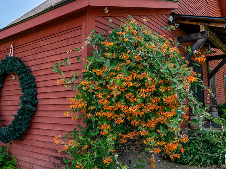 WillettFarmInEssex_Summer_Flowers_Orange