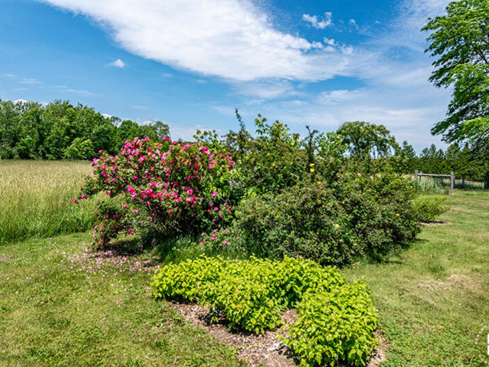 WillettFarmInEssex_Summer_Flowers_Pink