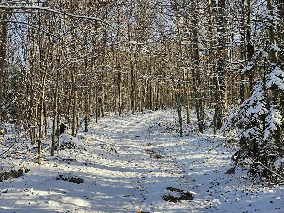 Brown - Colton camp access road III