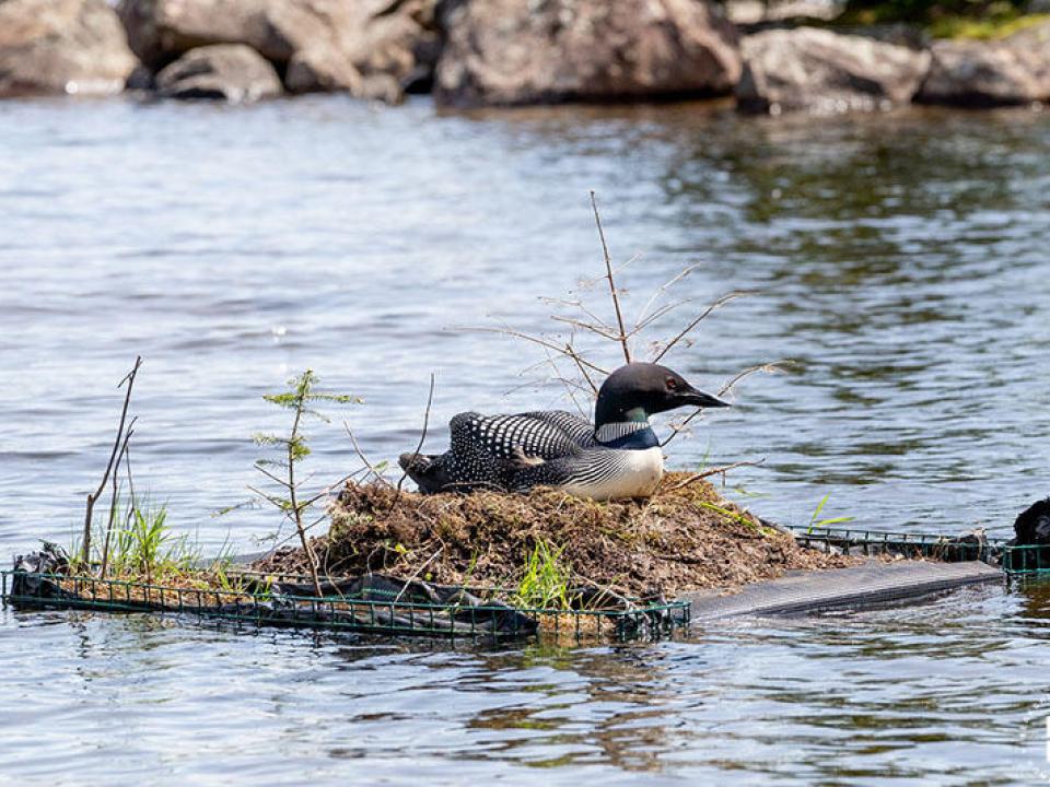 CampNorthwind_Loon nesting