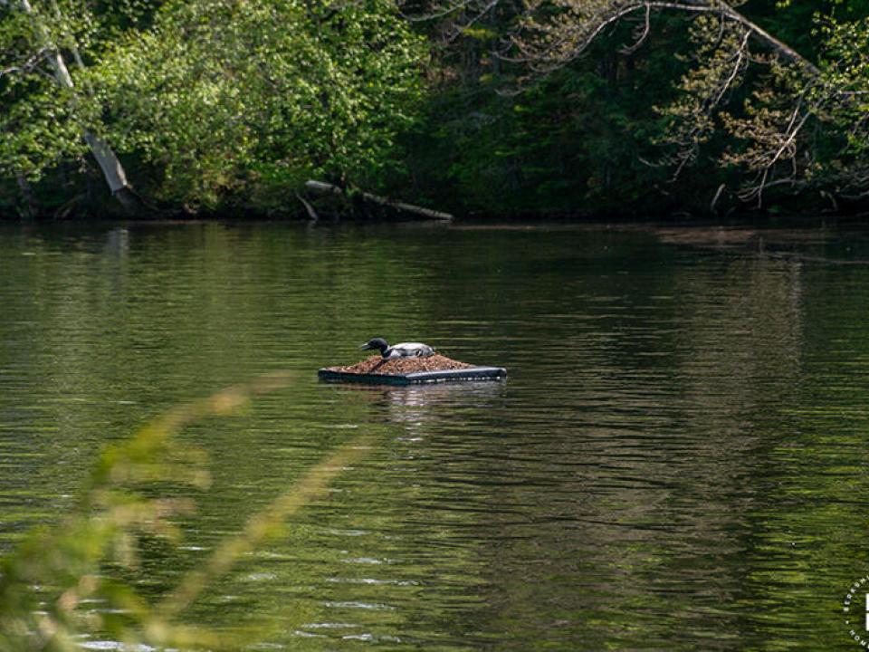 CampNorthwindOnChazyLake_Loon