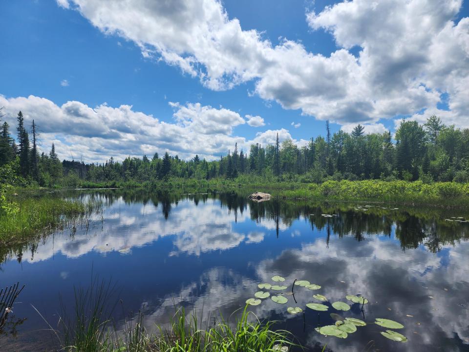 Beaver.Pond.3