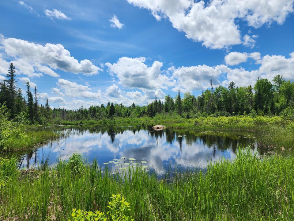 Beaver.Ponds.2