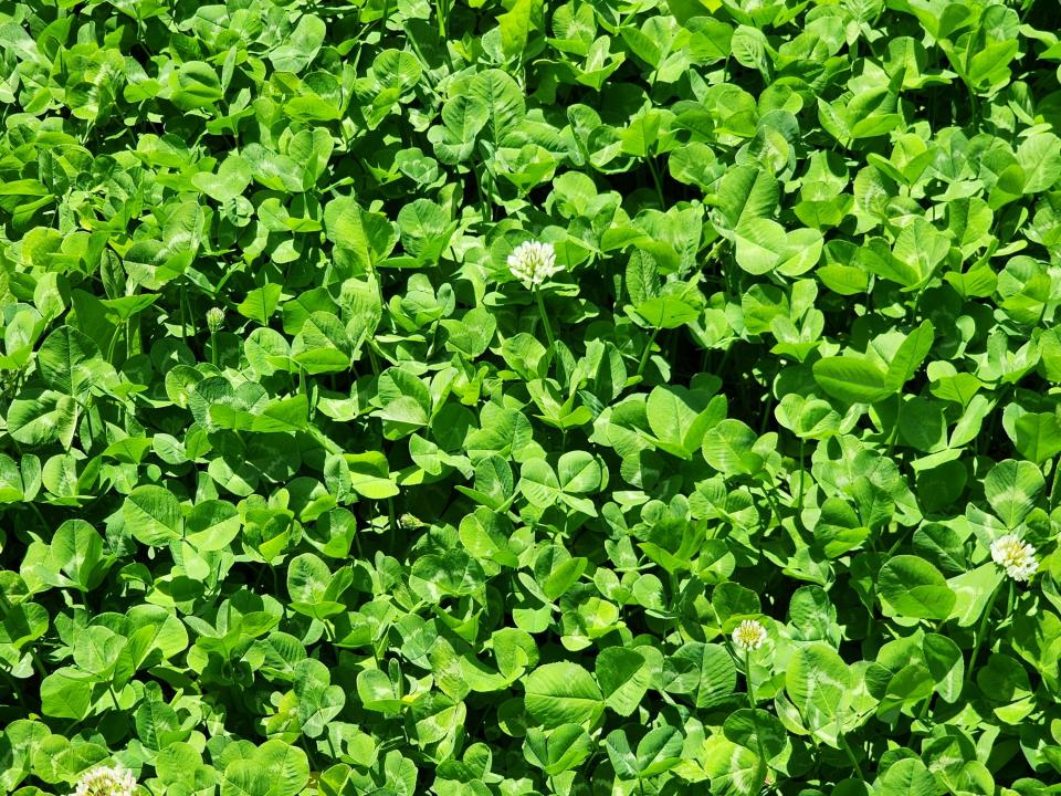 Clover