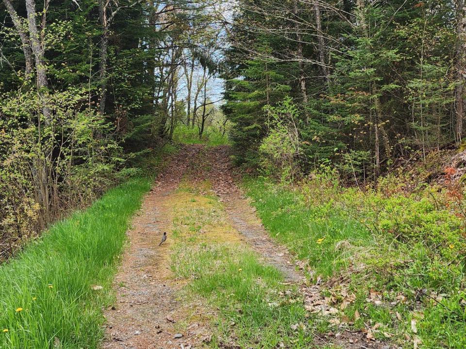 Main.Roadway to top of property