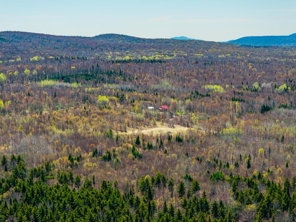 (2)_Panther Lane Forest West View