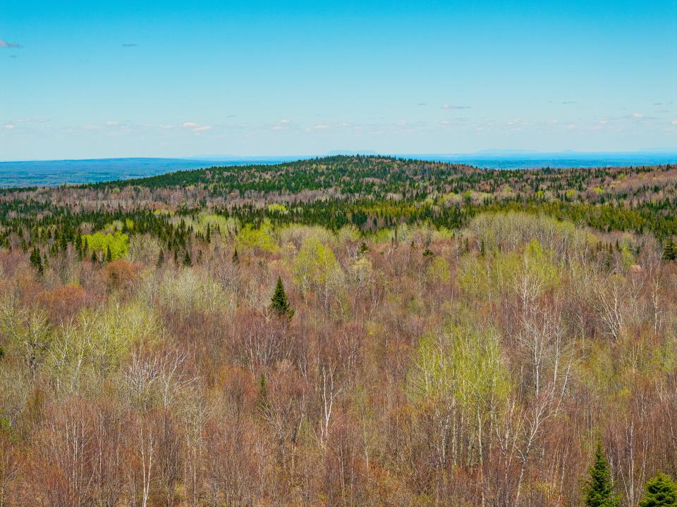 (5) Panther Lane Forest. Hardwood Foregr