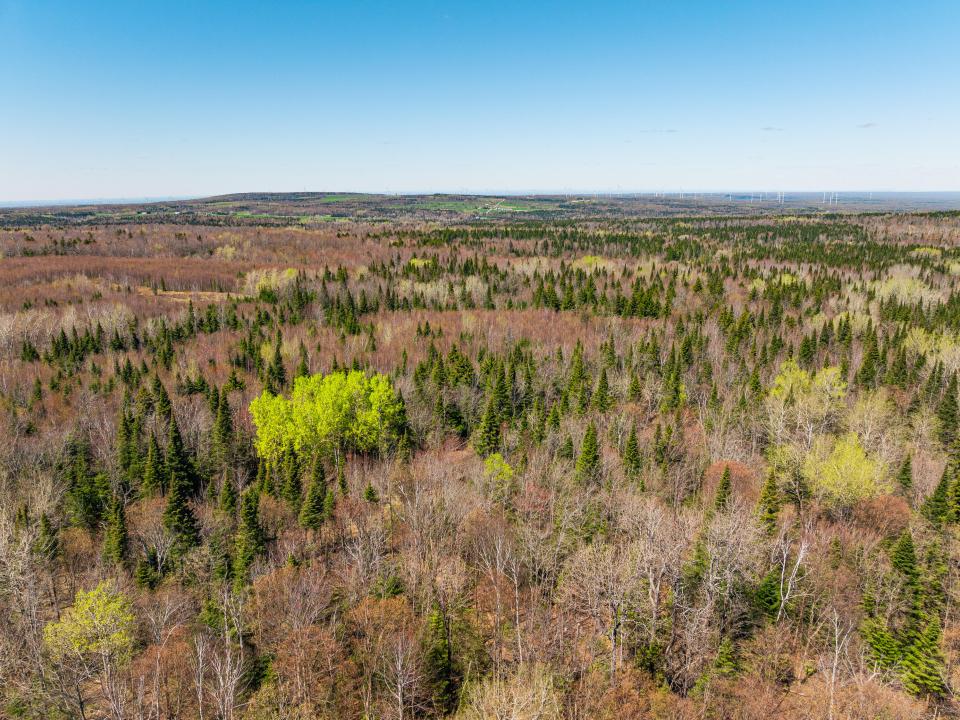 (6) Panther Lane Forest. North View