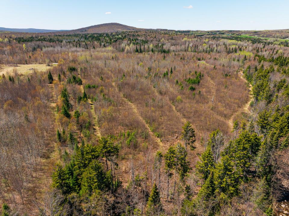 (7)_Panther Lane Forest. Hardwood Regene