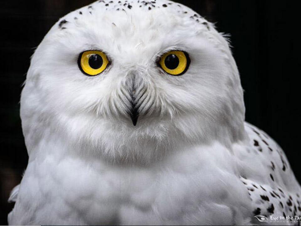 snowy-owl-kostoss