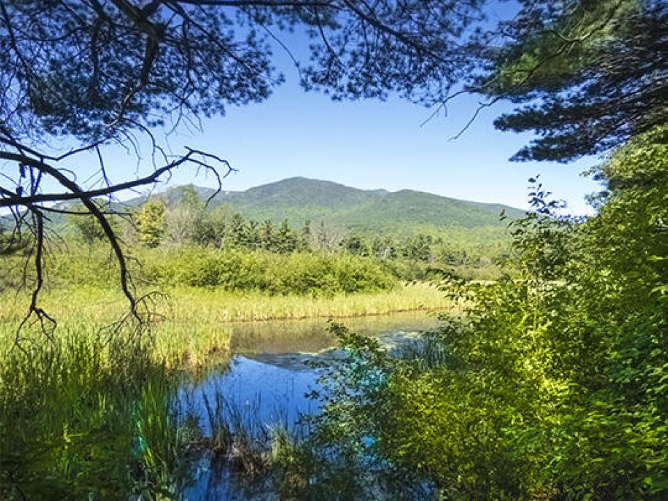 Adirondack-Wildlife-Refuge-and-Rehabilit