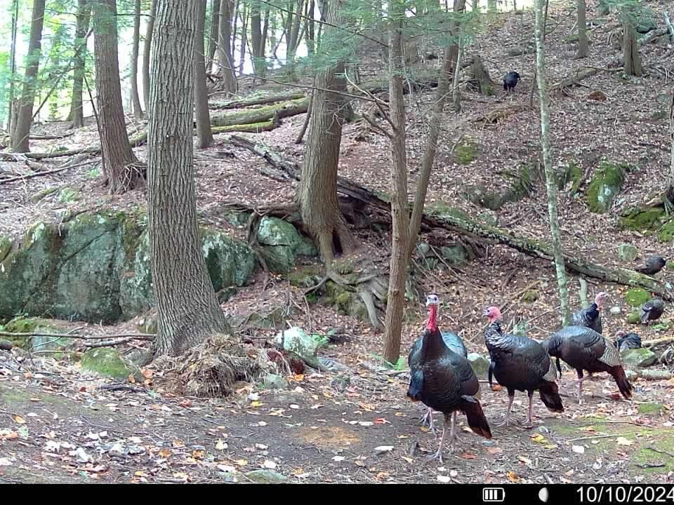 Wilson - Highlands Rd new - turkeys