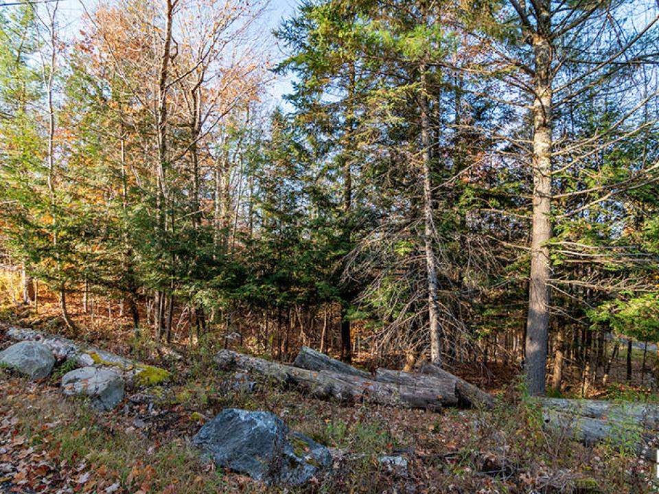 LandOnMtPisgahPark_Lot_Trees_Rock